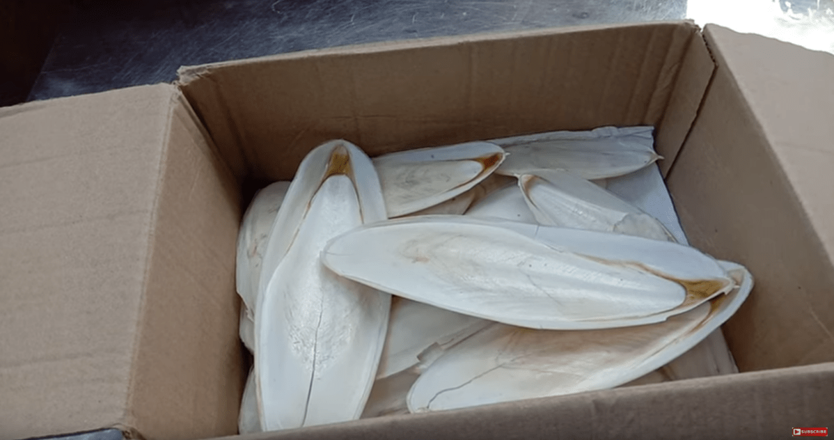 สมุนไพรประเภทสัตว์วัตถุ  ลิ้นทะเล หรือกระดองหมึก แก้ฝ้า แก้สิว&nbsp;ฆ่าเชื้อโรค