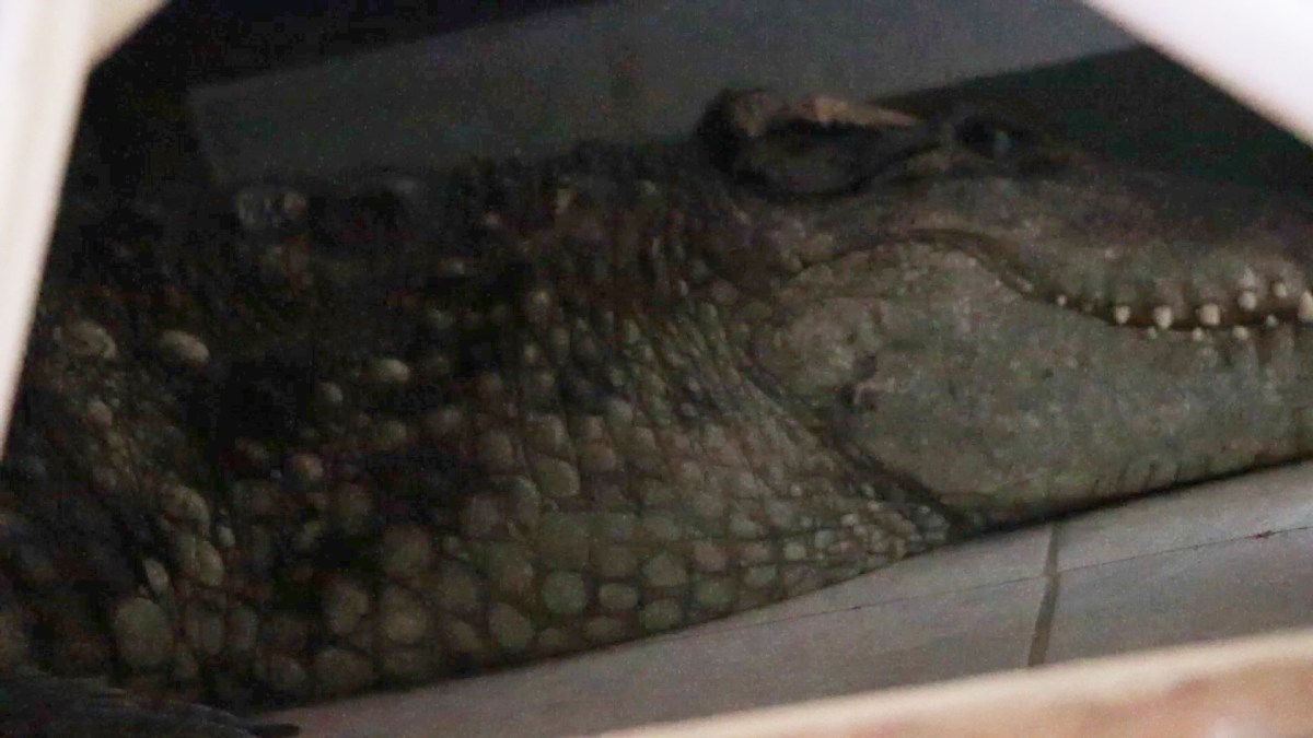 โครตเหล็กไหล