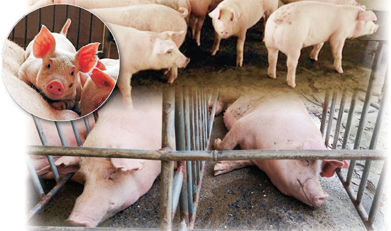 อหิวาต์แอฟริกาไม่ระบาดในไทย สกัดเข้มหมูชายแดน ชี้คนบริโภคเนื้อหมูปรุงสุกได้..คลิปข่าว