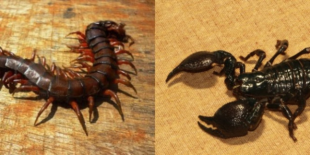 คู่หูตัวร้าย !! คลิปสยองเปิดน้ำล้างลองกอง เจอทั้ง ‘แมงป่อง-ตะขาบ’ โผล่หนีน้ำ..คลิปข่าว