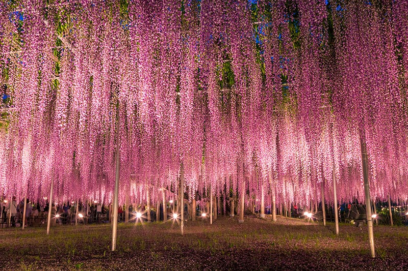 Ashikaga Flower Park แนะนำสถานที่ท่องเที่ยวญี่ปุ่นช่วงฤดูใบไม้ผลิ กับเทศกาลชมดอกวิสทีเรีย 2020