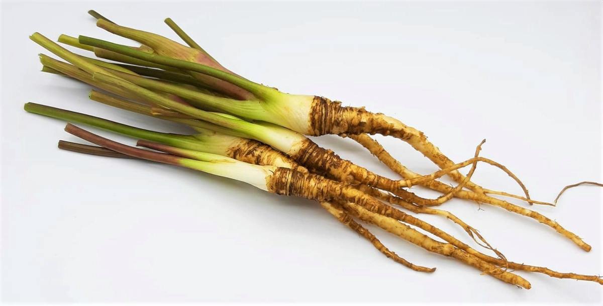 สมุนไพร ตังกุย  สรรพคุณเด่นกระตุ้นอารมณ์ทางเพศ ช่วยให้มีลูก