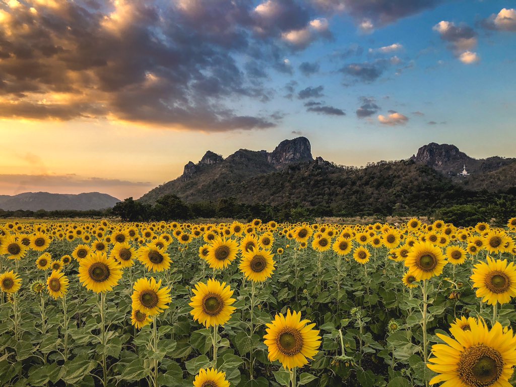 ทุ่งทานตะวัน เขาจีนแล วิวด้านหลังของดอกไม้ยังเป็นภูเขารอบล้อม มองไปทางไหนเห็นแต่ธรรมชาติที่สวยงามตา ตัดกับสีของฟ้า บอกเลยว่าสวยงามราวกับภาพฝันจริงๆ