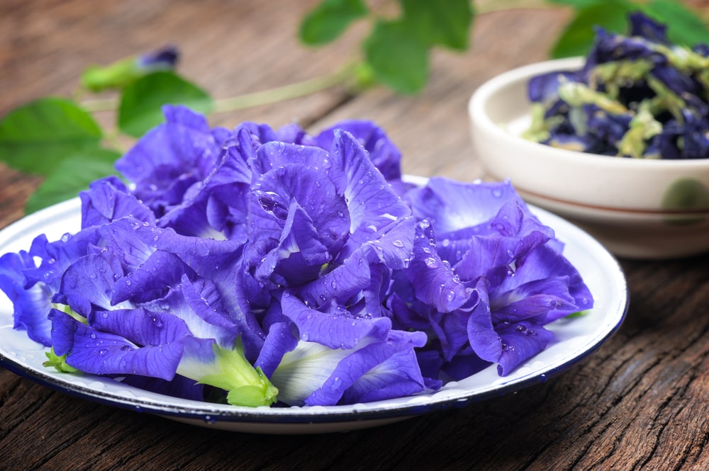 อัญชัน สมุนไพรพื้นบ้าน ที่ได้มีความนิยมอย่างมาก เป็นยาแผนโบราณสามารถรักษาโรคต่างๆได้อย่างดี