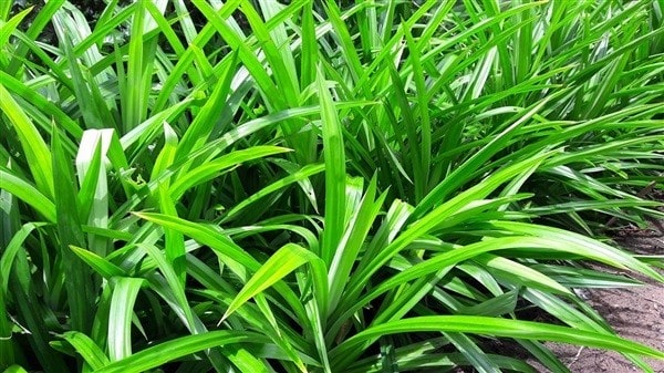 ใบเตย ขึ้นชื่อเป็นสมุนไพรไทย ที่มีประโยชน์อย่างมาก สามารถนำมาทำเป็นยารักษาโรคเกือบทุกอย่าง  นำมาประกอบอาหารยังได้อรกมากมายหลายอย่าง