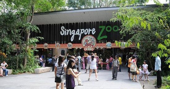 สวนสัตว์สิงคโปร์ (Singapore Zoo)  เป็นสวนสัตว์ที่จำลองธรรมชาติและป่าในแบบต่างๆ
