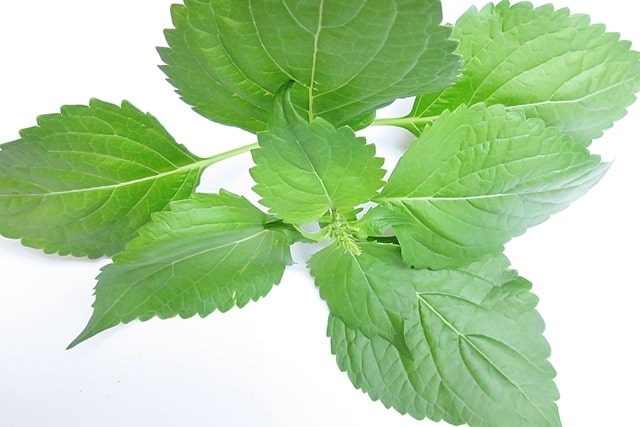 สมุนไพรพื้นบ้าน ยี่หร่า  สรรพคุณช่วยขับลม บำรุงประสาท บำรุงผิว ใช้เป็นวัตถุดิบในอุตสาหกรรมความงาม ทำเครื่องหอม&nbsp;เครื่องดื่ม