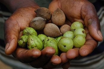ตรีผลา สรรพคุณเป็นยาอายุวัฒนะ ป้องกันการเสื่อมของเซลล์ต่างๆ ในร่างกาย&nbsp;ช่วยชะลอวัย